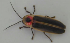 Photo of a firefly