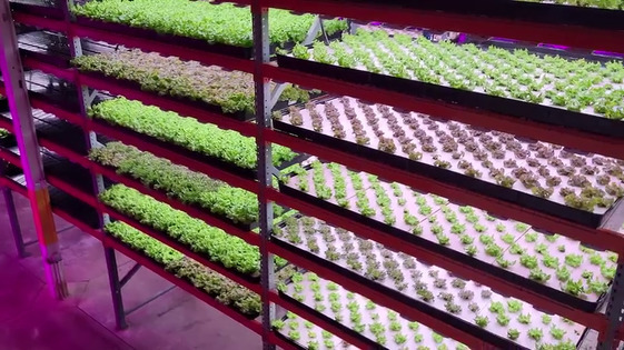 Indoor Farming/Agriculture Photo