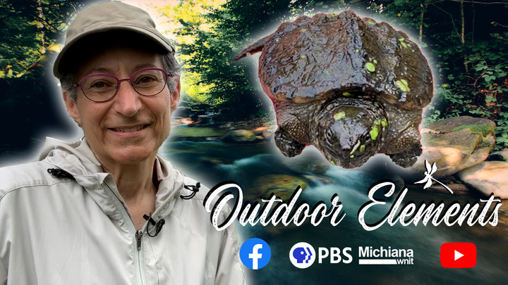 Turtle Research Along Lake Erie Thumbnail
