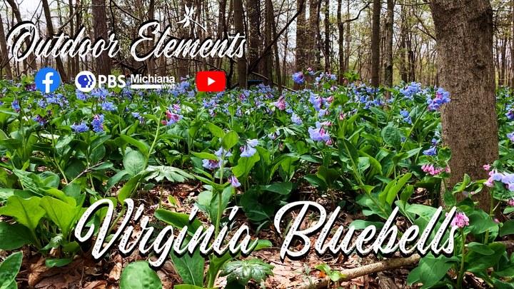 From Pink to Blue: Virginia Bluebells Thumbnail