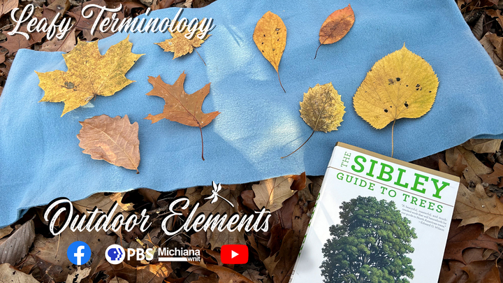 Leafy Terminology Thumbnail