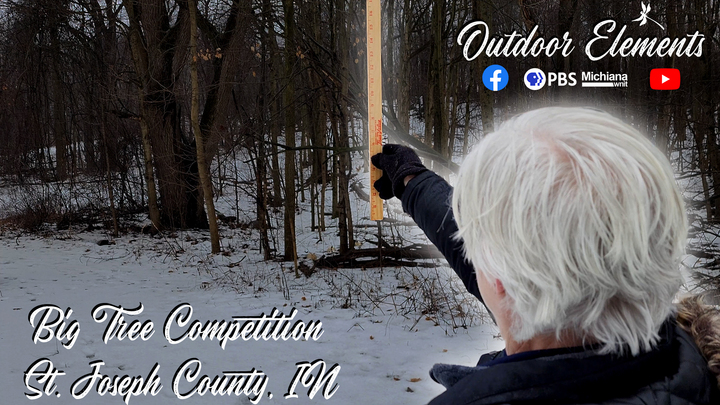 St. Joseph County Big Tree Competition Thumbnail