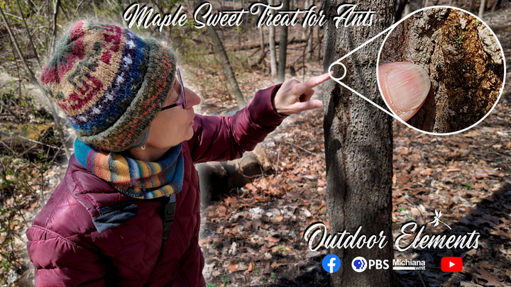 Maple Sweet Treat for Ants | Outdoor Elements Thumbnail