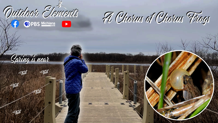 A Chorus of Chorus Frogs Thumbnail