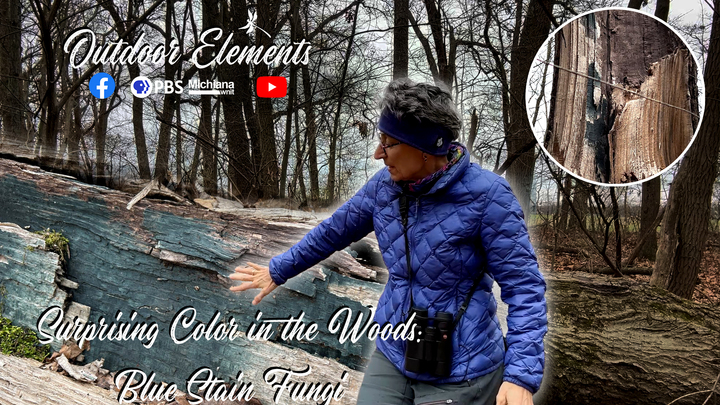 Surprising Color in the Woods: Blue Stain Fungi Thumbnail