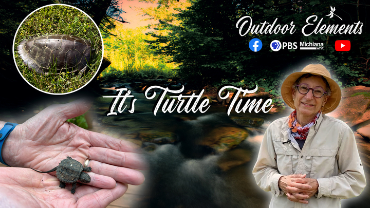 It's Turtle Time Thumbnail