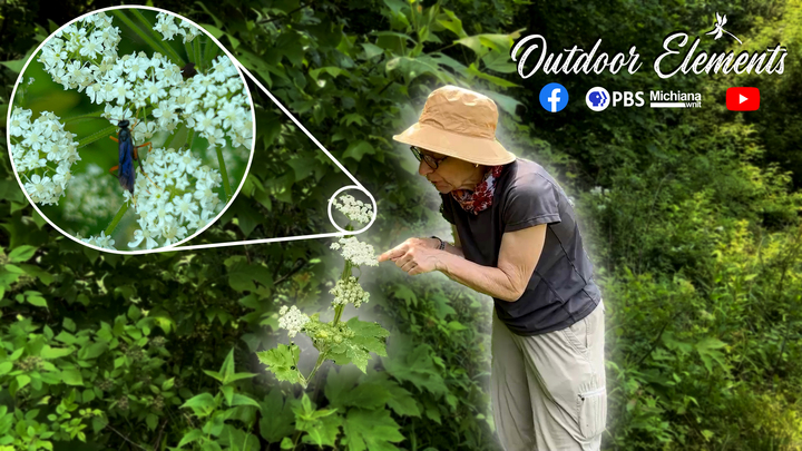 Cow Parsnip:Pollinator Magnet Thumbnail