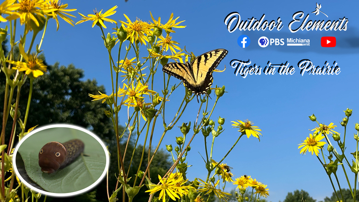 Tigers in the Prairie Thumbnail