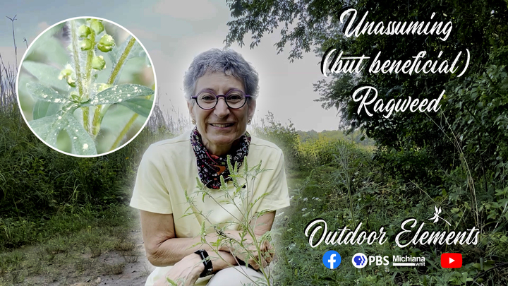 Unassuming (but beneficial) Ragweed Thumbnail