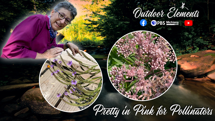 Pretty in Pink for Pollinators Thumbnail
