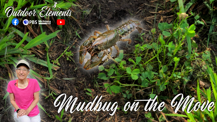 Mudbug on the Move Thumbnail