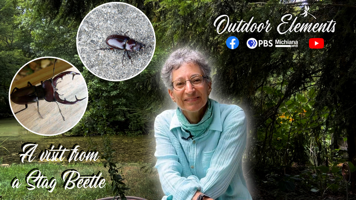 Visit from A Stag Beetle Thumbnail