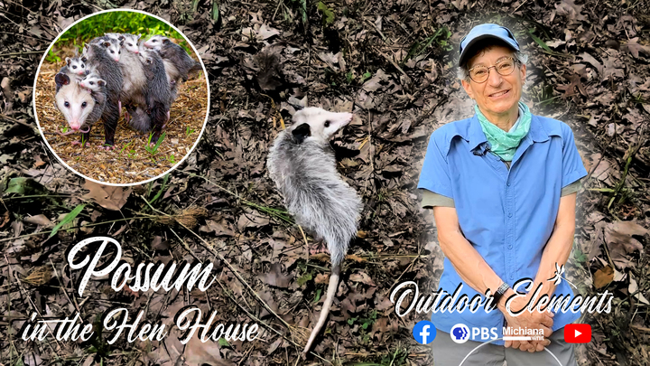 Possum in the Hen House Thumbnail