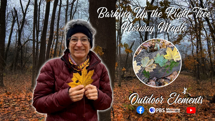 Barking Up the Right Tree:  Norway Maple Thumbnail