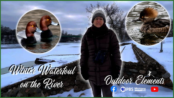 Winter Waterfowl on the River Thumbnail