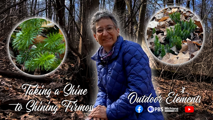 Taking a Shine to Shining Firmoss Thumbnail