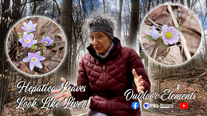 Why This Flower is Named After a Human Organ Thumbnail