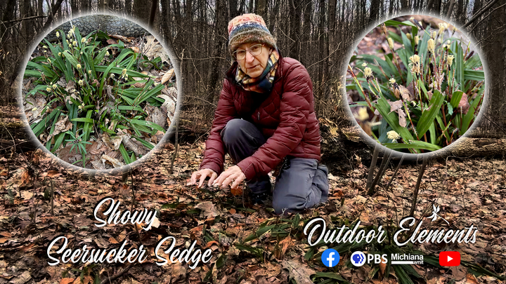 The Sedge with Edges: Discovering the Seersucker Sedge 🌿 Thumbnail