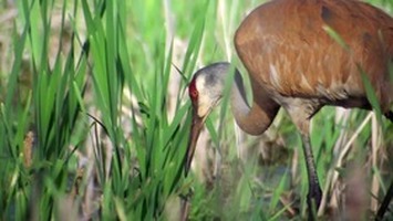 Feathers and Fur Photo