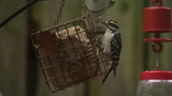 Indiana Dunes Birding Festival Photo