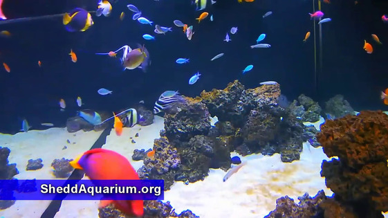 The Shedd Aquarium Thumbnail