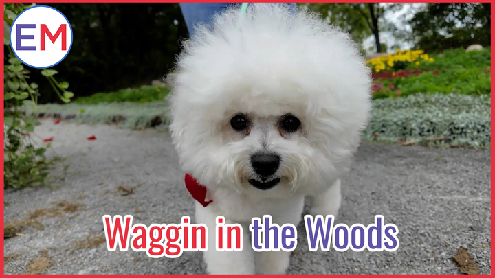 Waggin' in the Woods Thumbnail