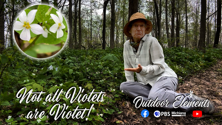 Not All Violets Are Violet Thumbnail