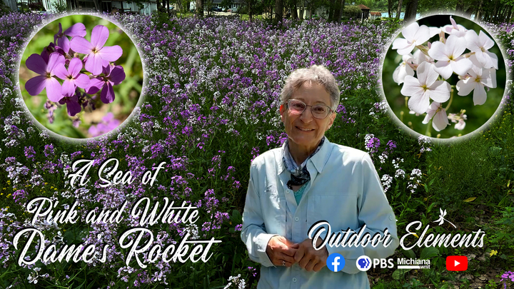 A Sea of Pink and White-Dame's Rocket Thumbnail