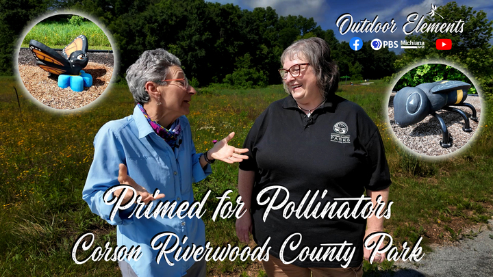 Primed for Pollinators - Corson Riverwoods County Park Thumbnail
