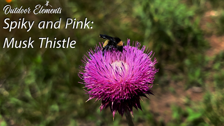 Spiny and Pink: Musk Thistle Thumbnail