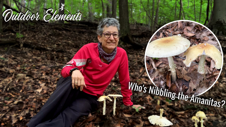 Who's Nibbling the Amanitas? Thumbnail