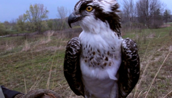 Finding Feathered Friends Photo