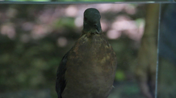 Birds, Bison &amp; Bugs Photo