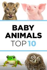 Baby Animals: The Top 10