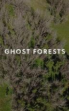 Ghost Forests