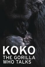 Koko - The Gorilla Who Talks