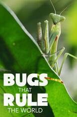 Bugs That Rule the World