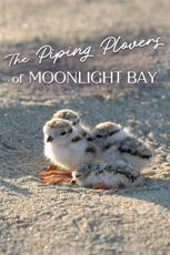 The Piping Plovers of Moonlight Bay